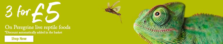Live Food Promotion Banner