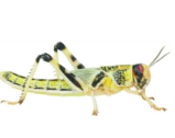 Live & Frozen Reptile Food