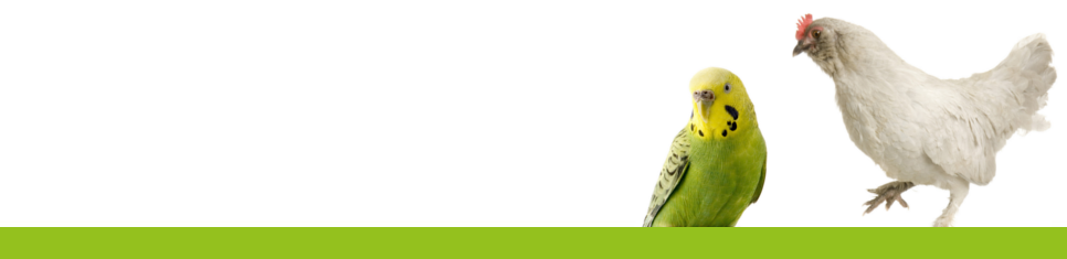 Shop Indoor Bird Food & Accessories & Poultry Supplies