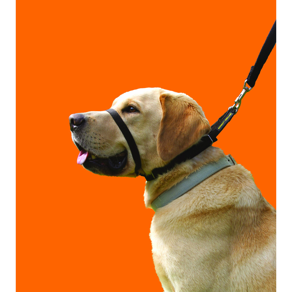 Canny Dog Collar Black Size 1 to Size 7 Kennelgate