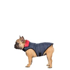 dog walking accessories uk